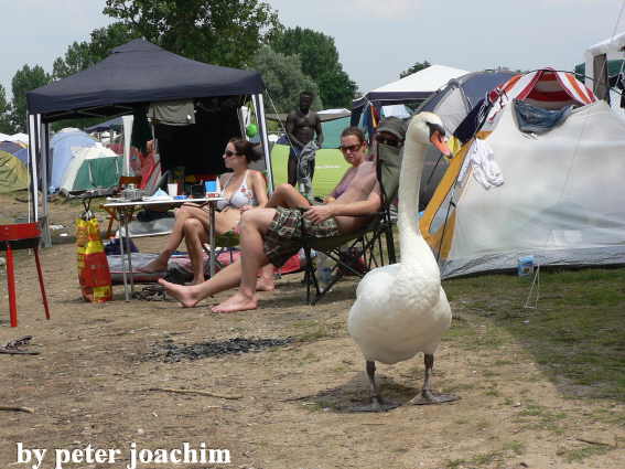 Zwischen P2 und Strandbad - Betteltour der Schw&auml;ne