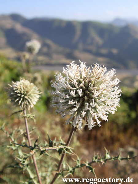 Ethiopia - Amhara - Pflanzenwelt