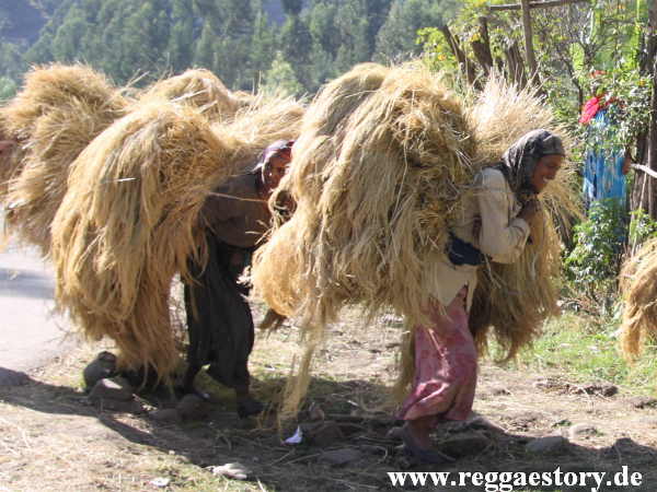 Ethiopia - Amhara - Teff