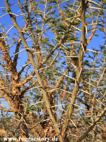 Ethiopia - Tigray - Agoro Lodge