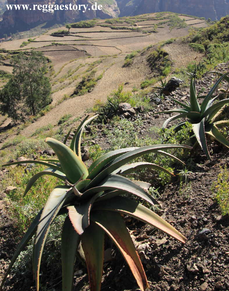Ethiopia - Tigray