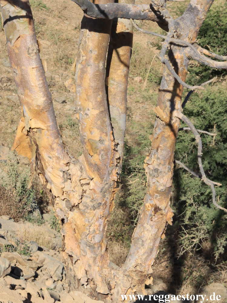 Ethiopia - Tigray - Weihrauchbaum