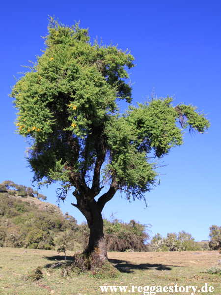 Ethiopia - Amhara - Simien Mountains