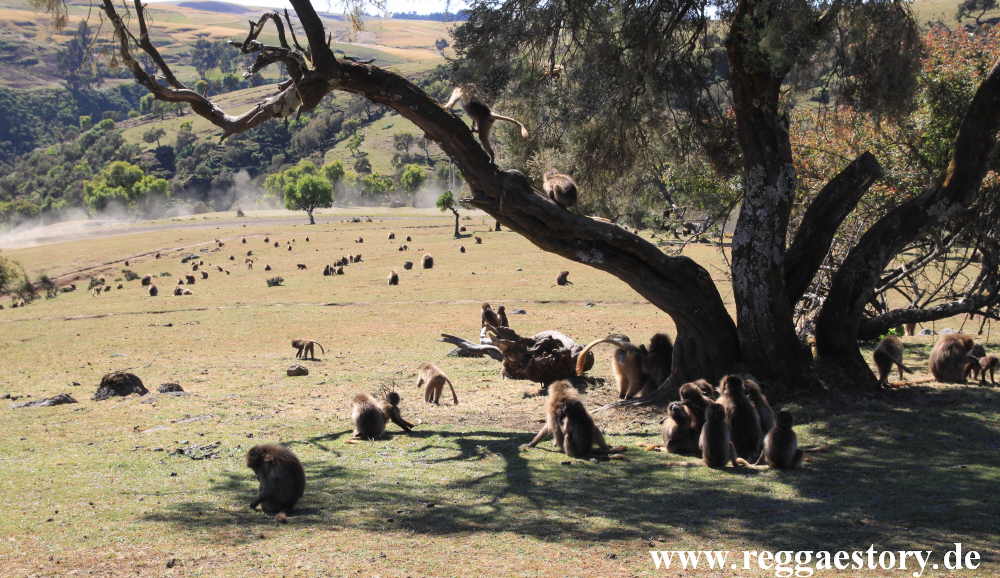 Ethiopia - Amhara - Simien Mountains