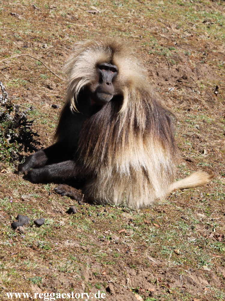 Ethiopia - Amhara - Simien Mountains - Dscheladas