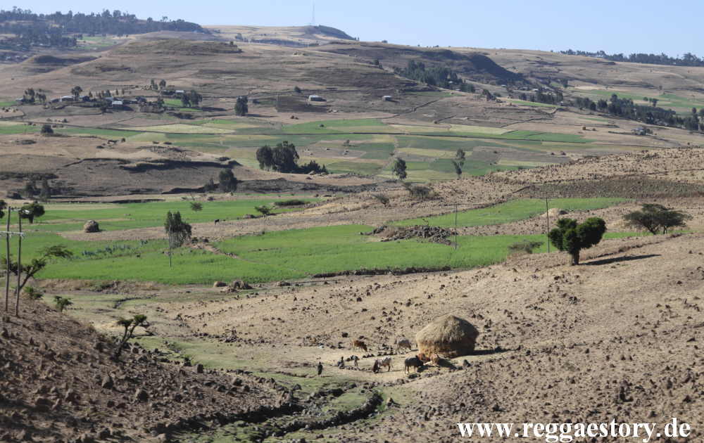 Ethiopia - Amhara - Debark