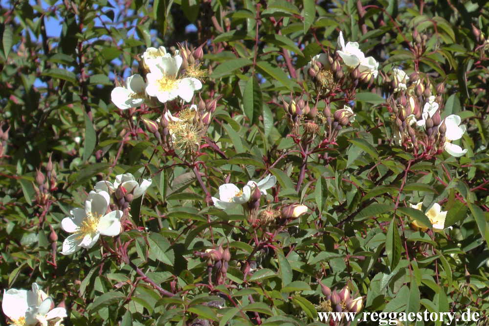 Simien Mountains - Abessinische Rose