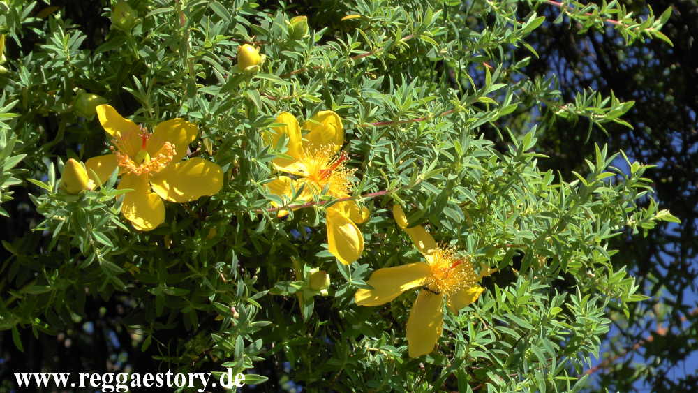 Johanniskrautbaum