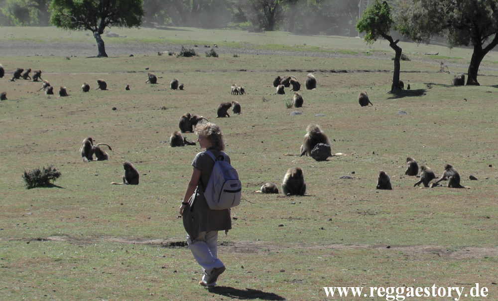 Ethiopia - Amhara - Simien Mountains - Dscheladas