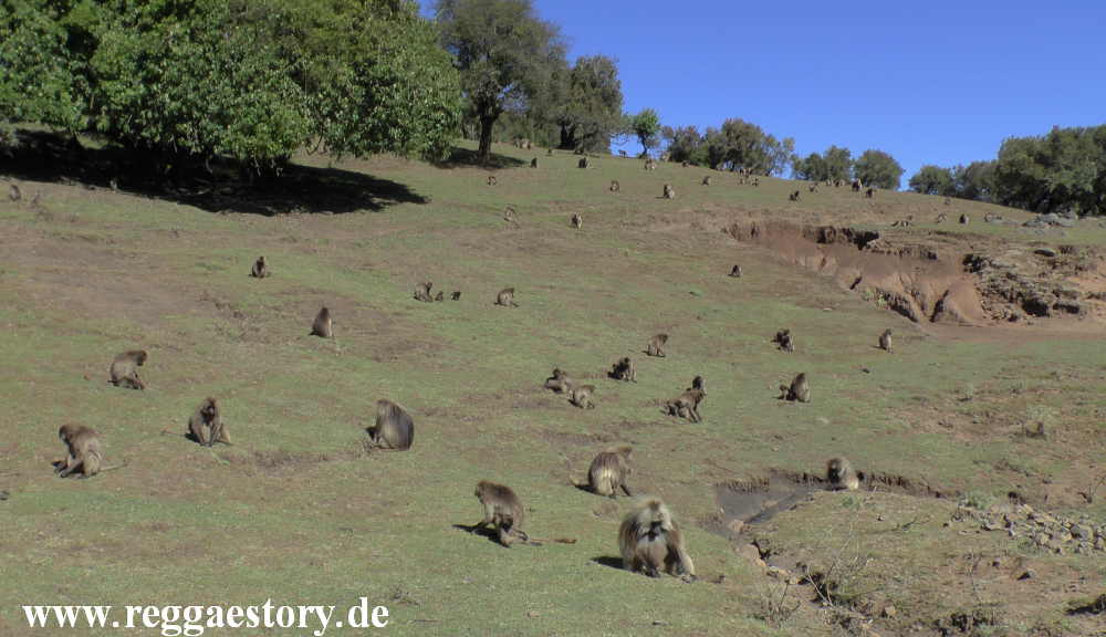 Ethiopia - Amhara - Simien Mountains - Dscheladas