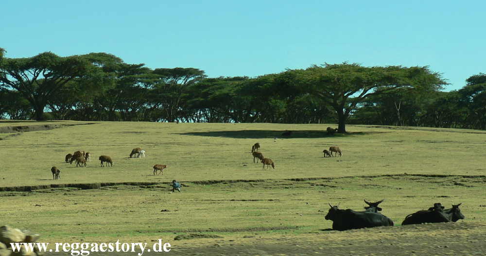 Ethiopia - Amhara - Debark