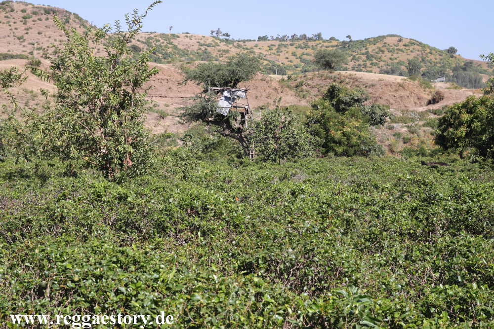 Ethiopia - Amhara - Kathanbau
