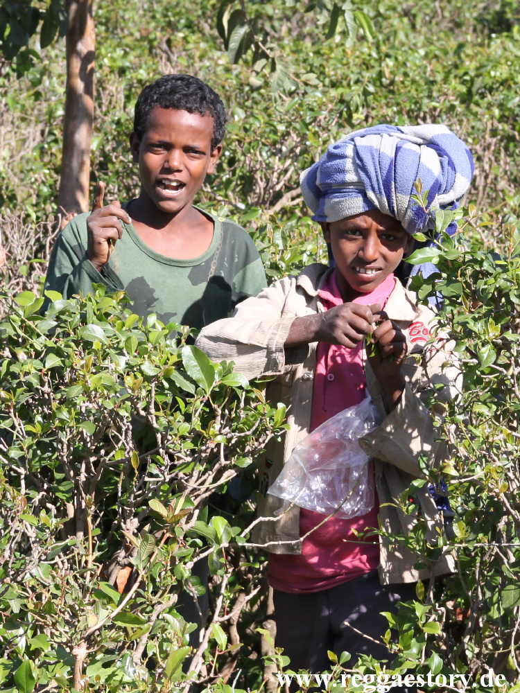 Amhara - Khat Plantage