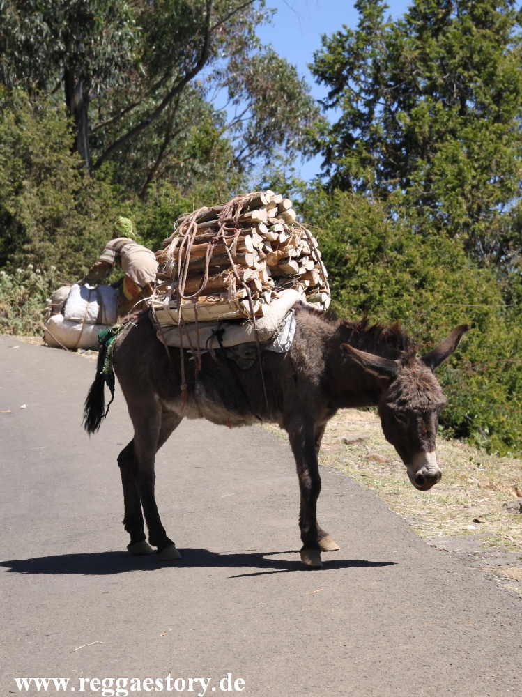 Ethiopia - Addis Ababa - Mount Entoto