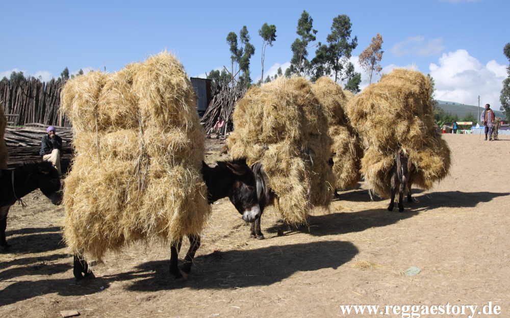 Ethiopia - Strohtransport