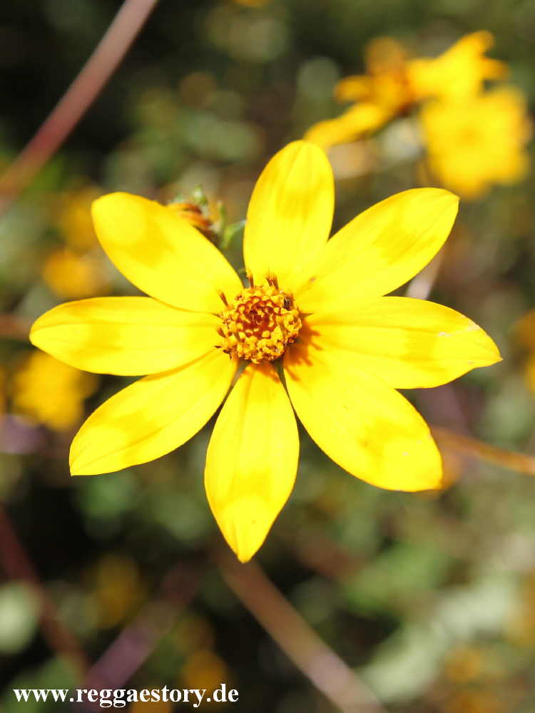 Meskel Flower