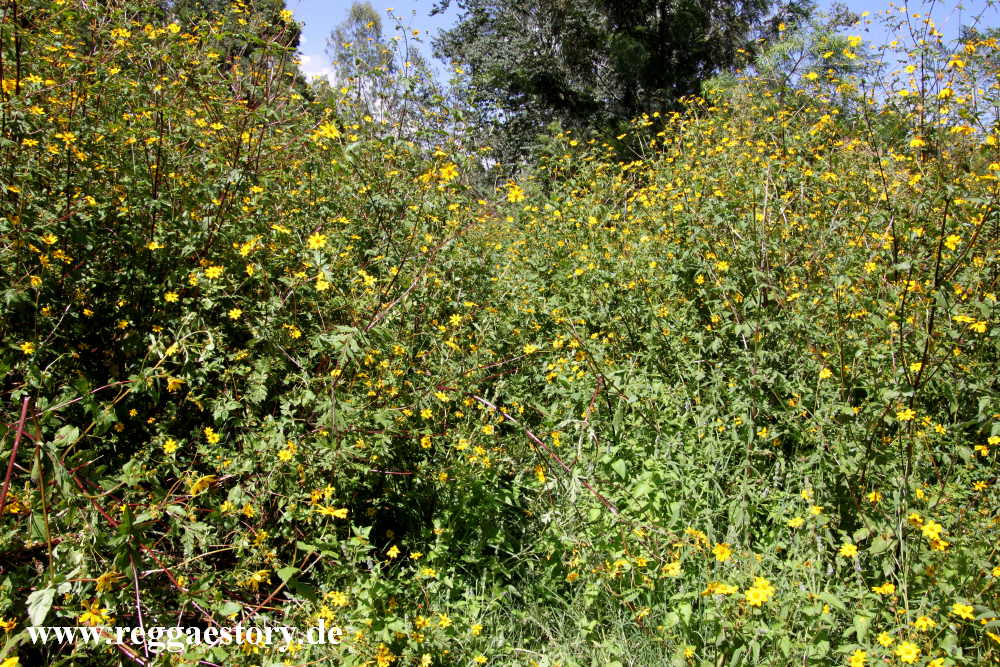 Ethiopia - Guder Falls - Meskel-Flower