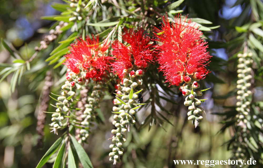 Zylinderputzer - Callistemon