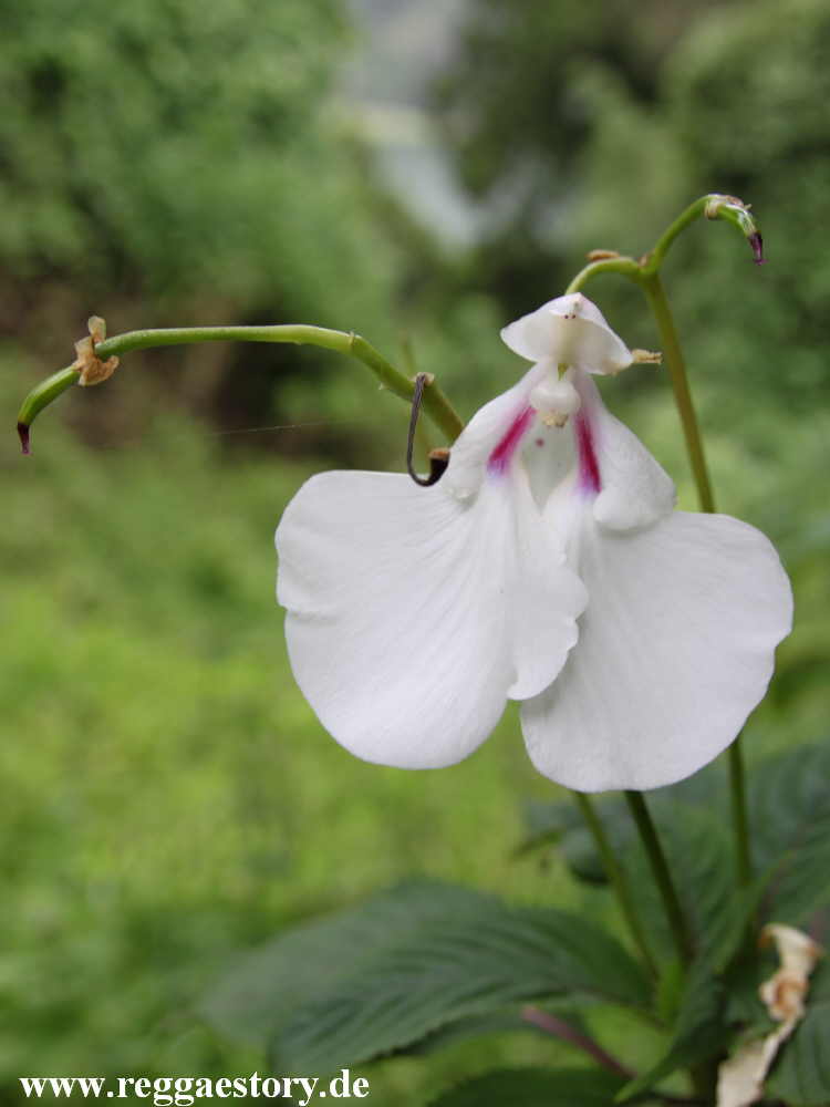 Ethiopia - Oromia - Wonchi - St. Kirkos