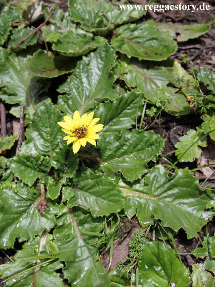 Ethiopia - Oromia - Wonchi