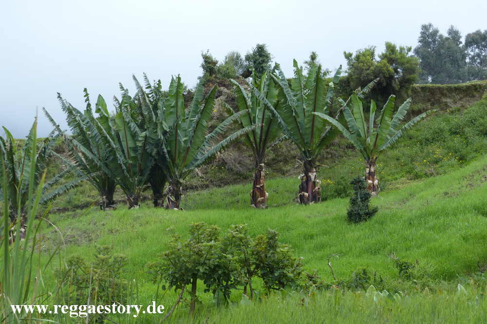 Ensete