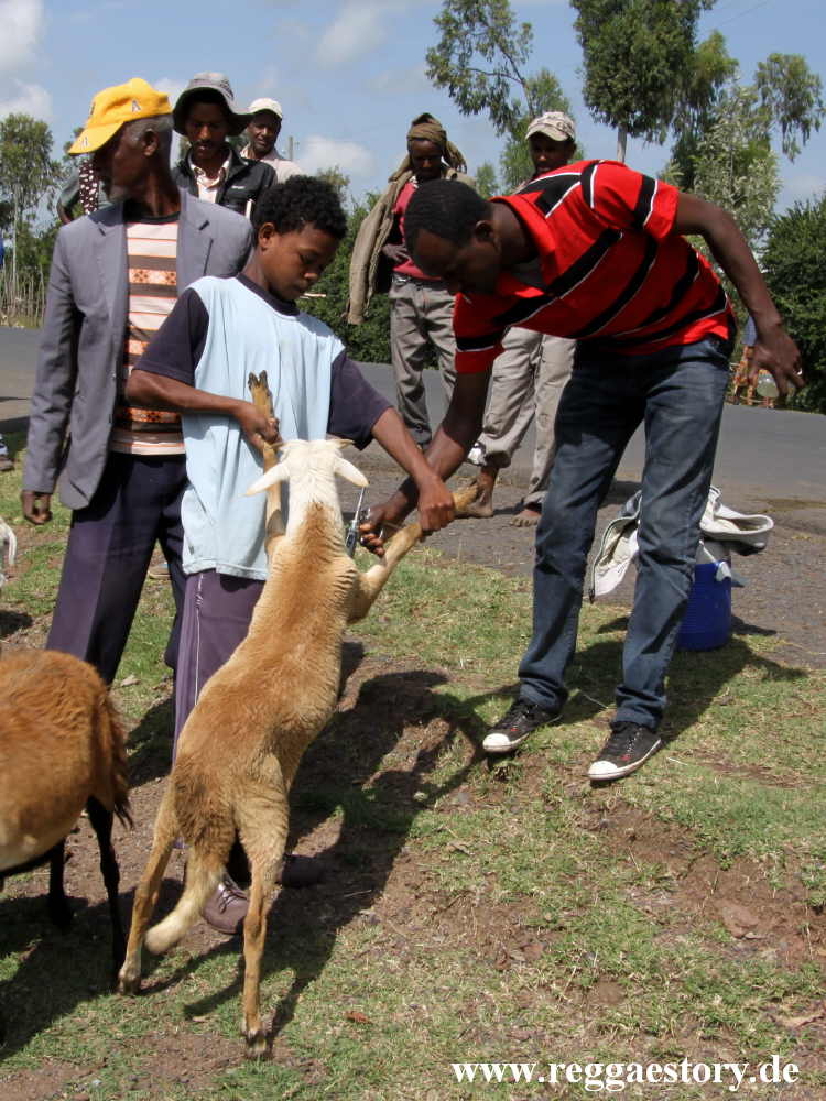 Ethiopia 2015 -Tierimpfung
