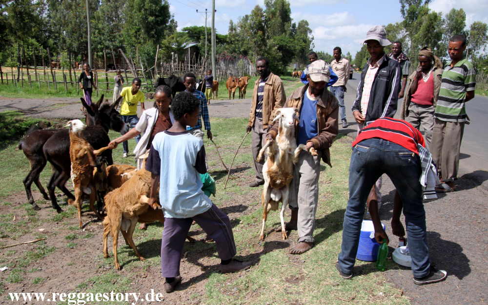 Ethiopia 2015 -Tierimpfung