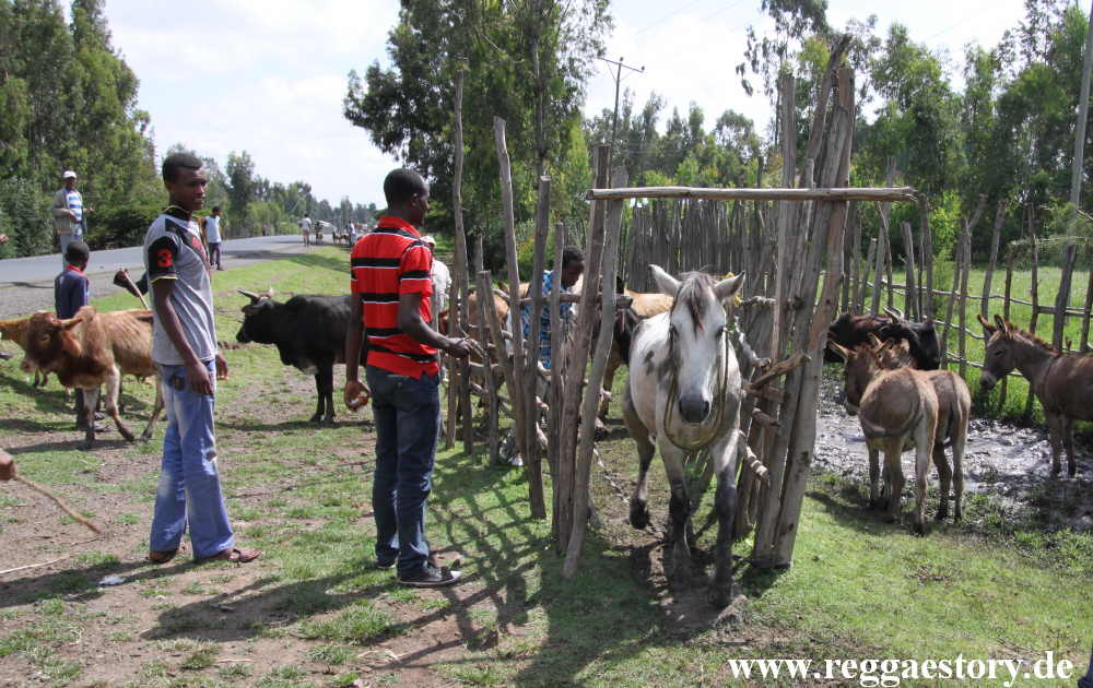 Ethiopia 2015 -Tierimpfung