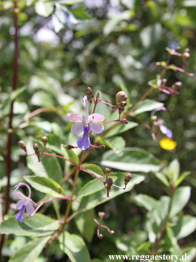 Ethiopia - Melka Kunture