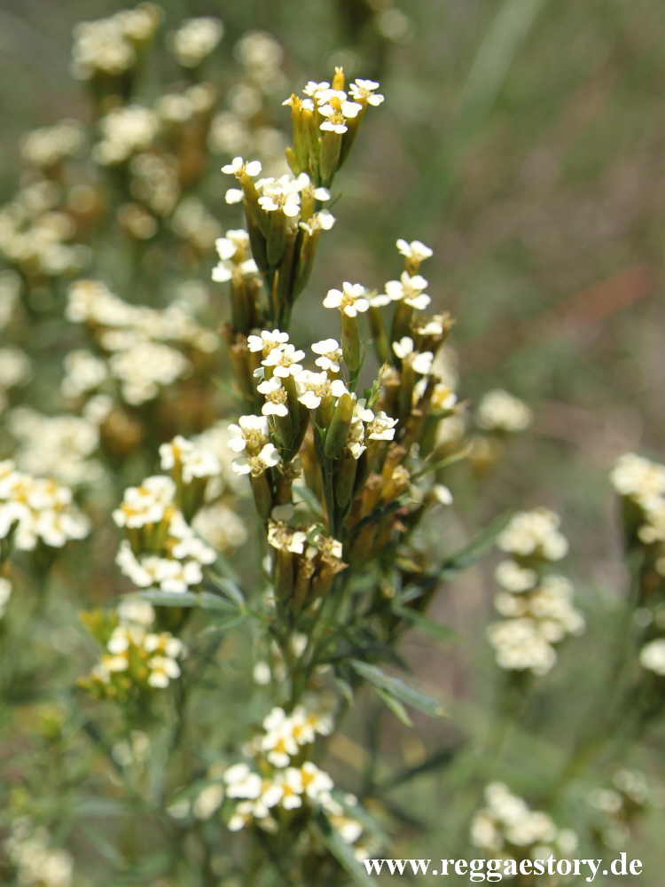 Ethiopia - Melka Kunture