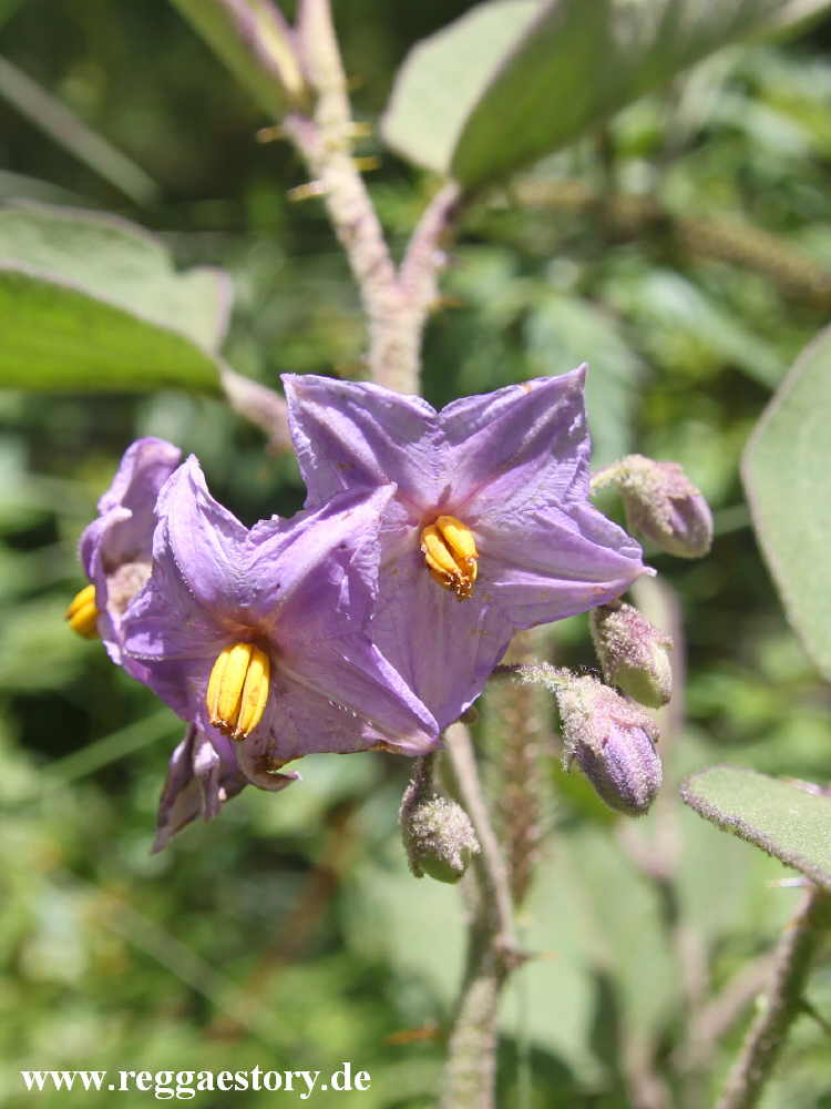 Ethiopia - Melka Kunture