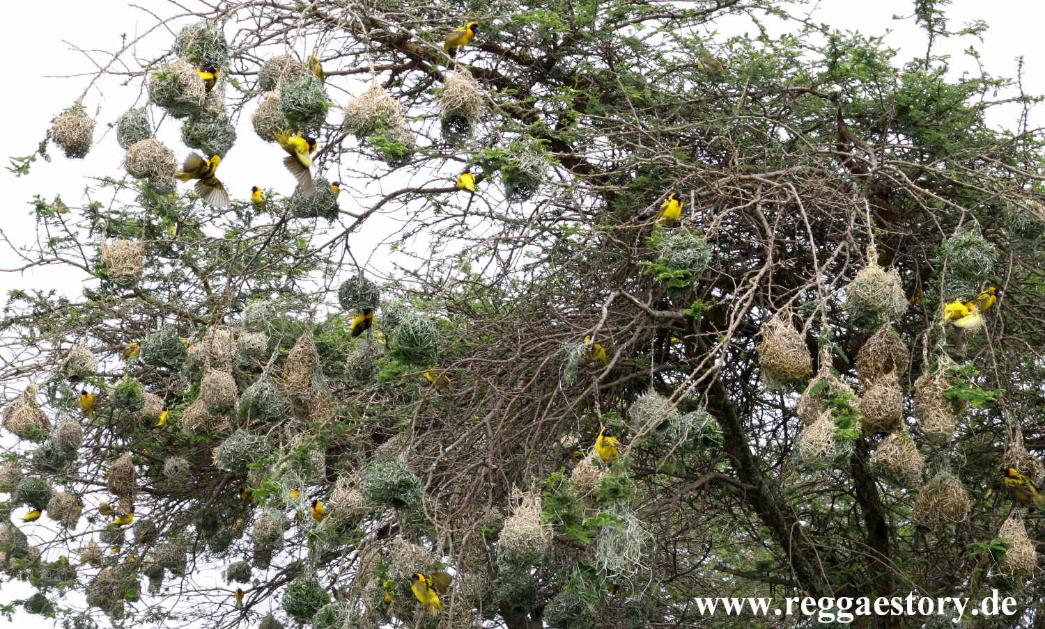 Senkelle Wildlife Sanctuary