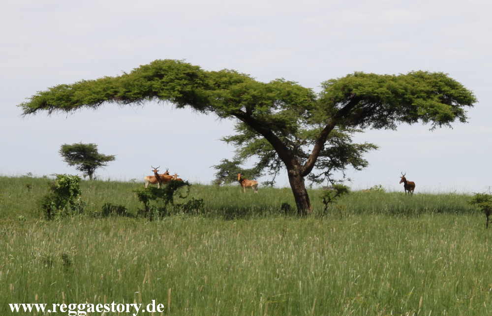 Ethiopia - Swaynes Hartebeest