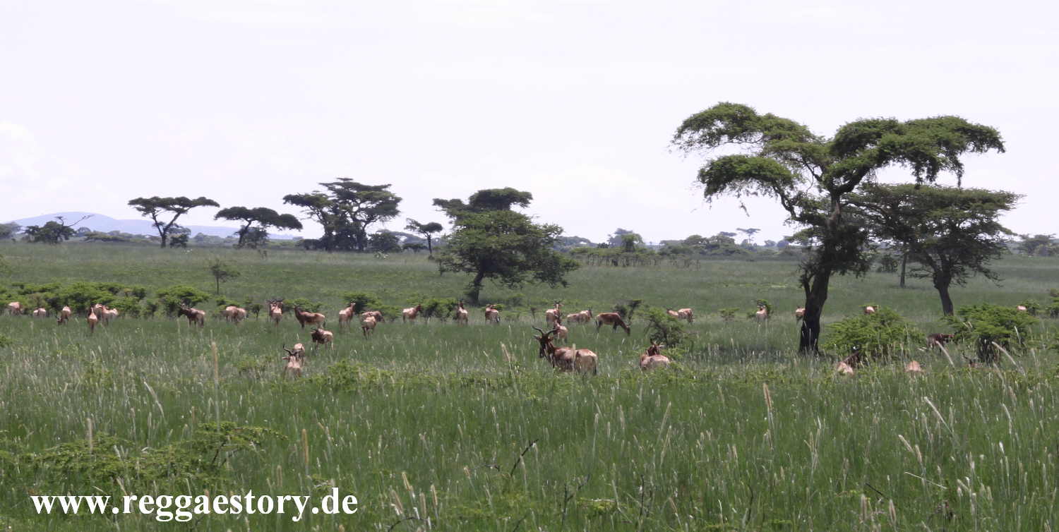 Ethiopia - Swaynes Hartebeest