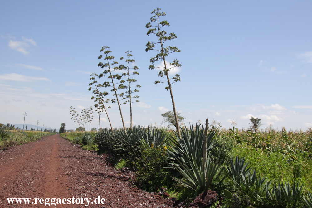 Near Senkelle Wildlife Sanctuary