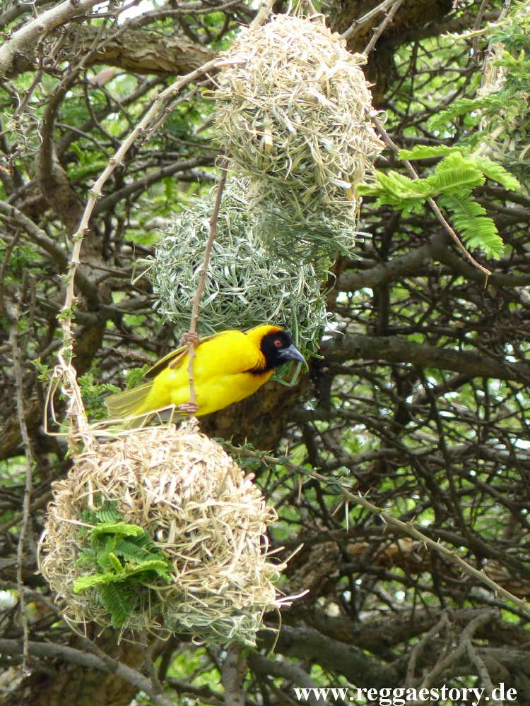 Senkelle Wildlife Sanctuary