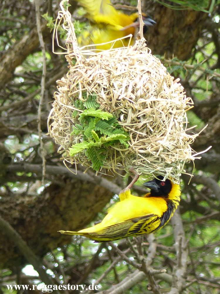 Senkelle Wildlife Sanctuary