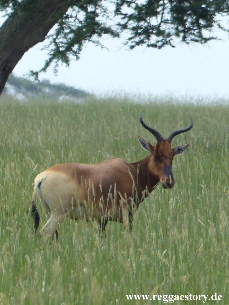Ethiopia - Swaynes Hartebeest