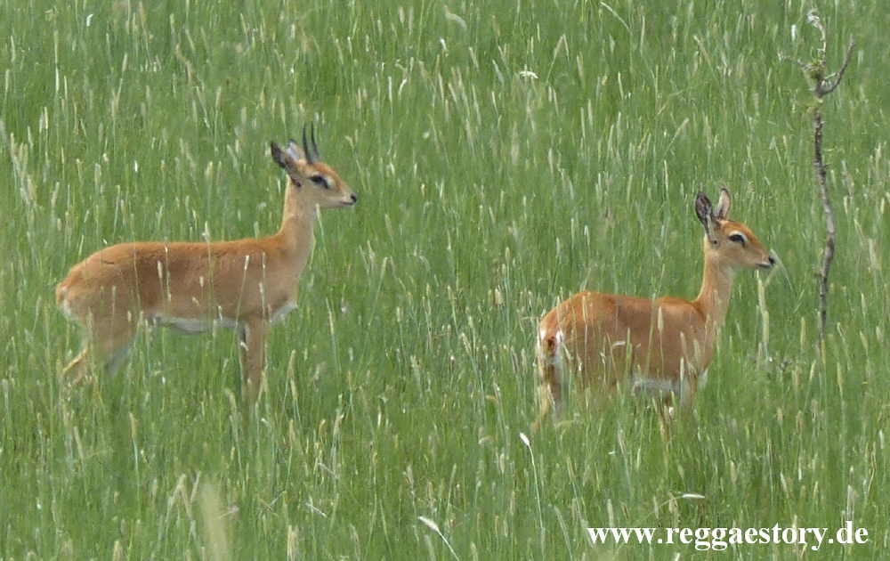 Senkelle Wildlife Sanctuary