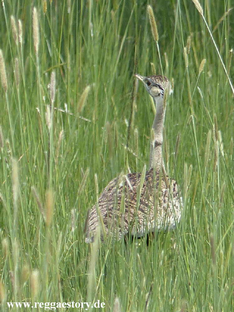 Senkelle Wildlife Sanctuary