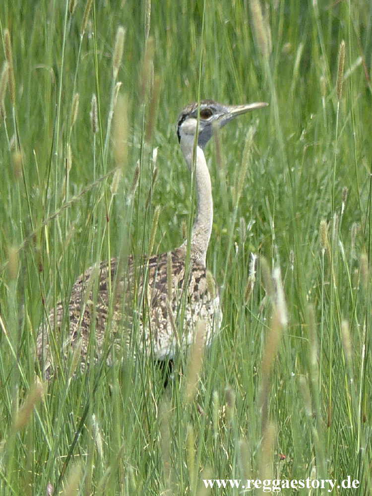 Senkelle Wildlife Sanctuary