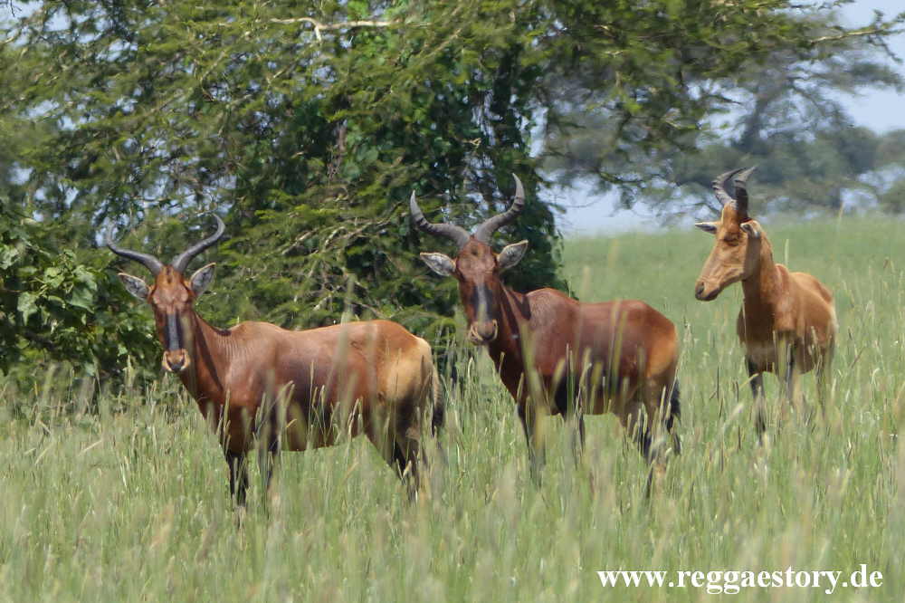 Swaynes Hartebeest