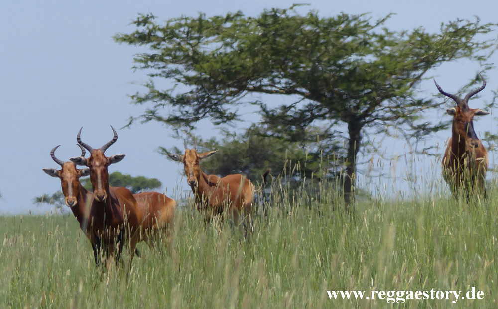 Ethiopia - Swaynes Hartebeest