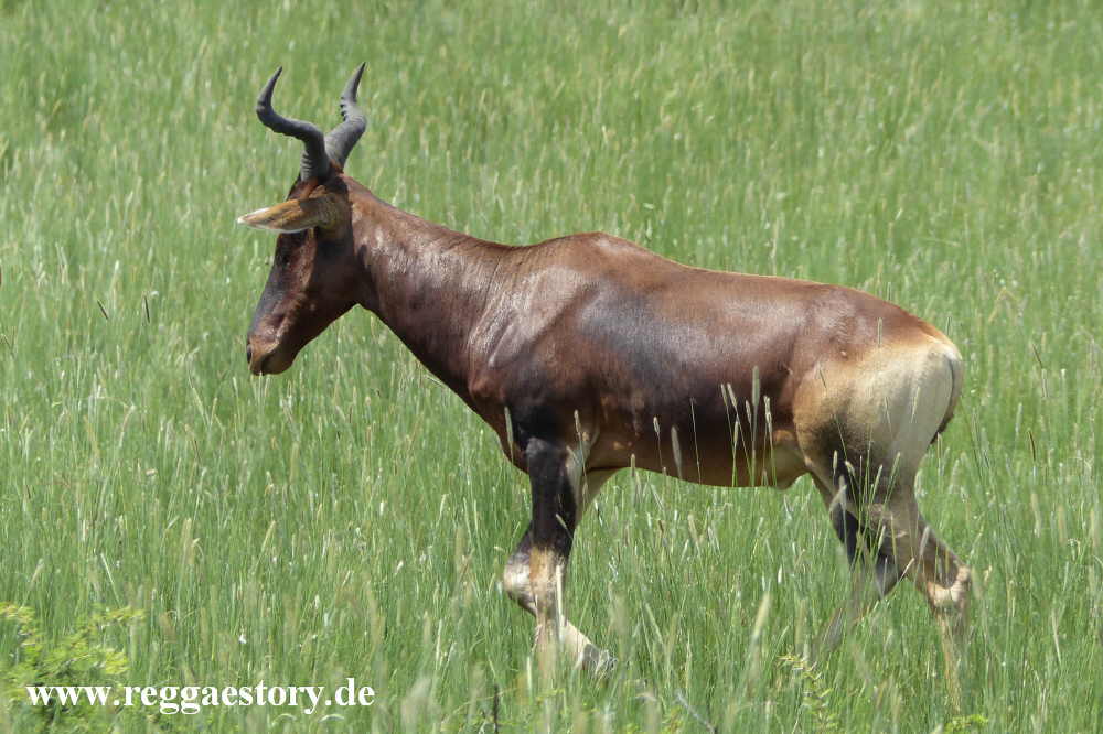 Ethiopia - Swaynes Hartebeest