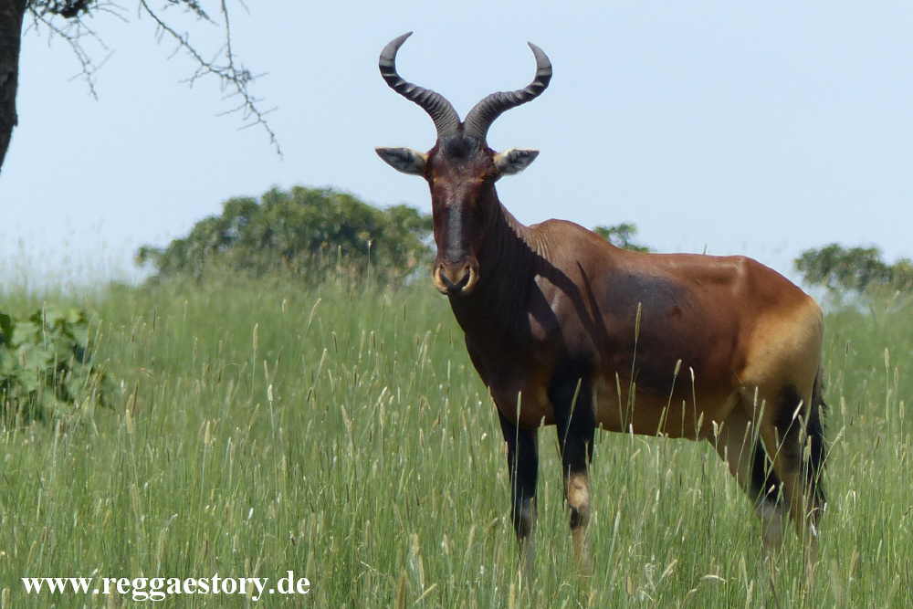 Ethiopia - Swaynes Hartebeest