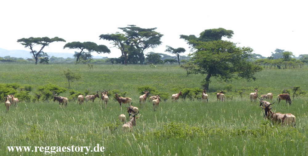 Landscape near Mekelle
