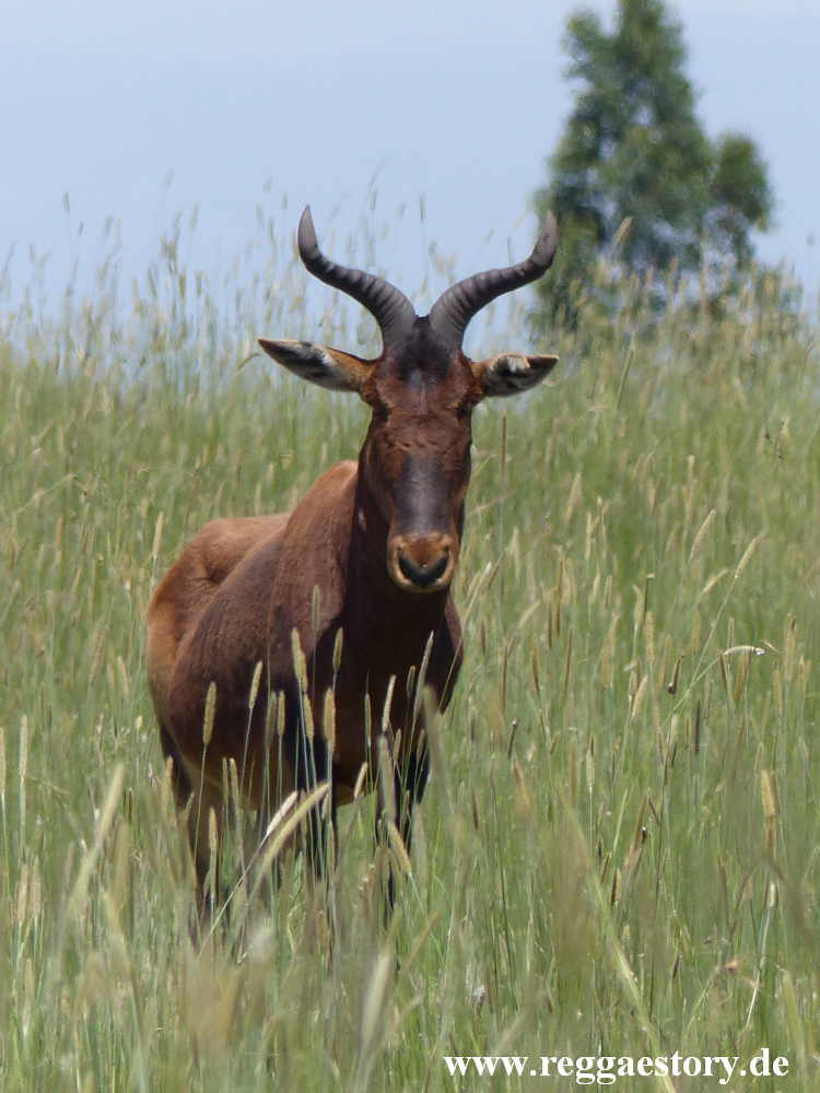 Ethiopia - Swaynes Hartebeest