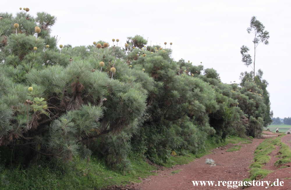 Ethiopia - Oromia - Kugeldistel - Echniops ellenbeckii