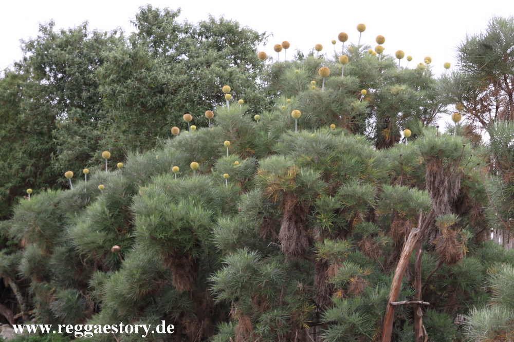 Ethiopia - Oromia - Kugeldistel - Echniops ellenbeckii