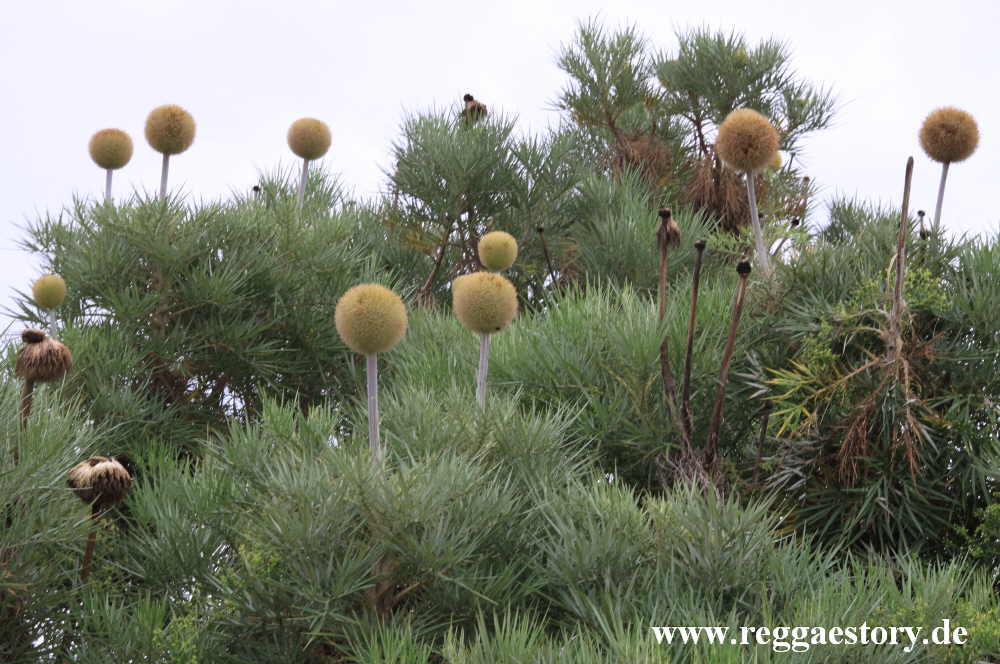 Kugeldistel